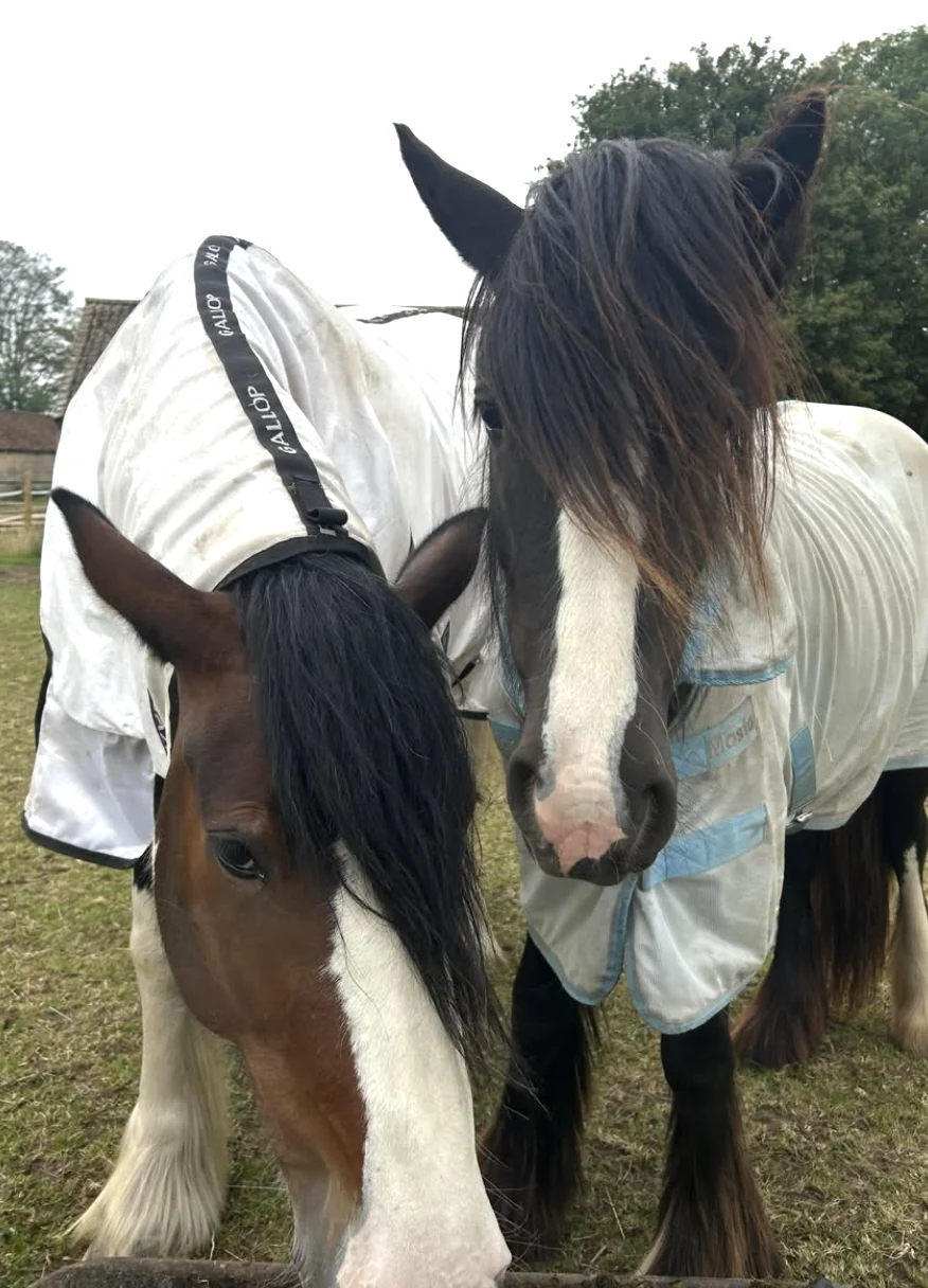 Two feathered horses wearing light rugs standing side by side in a grassy paddock