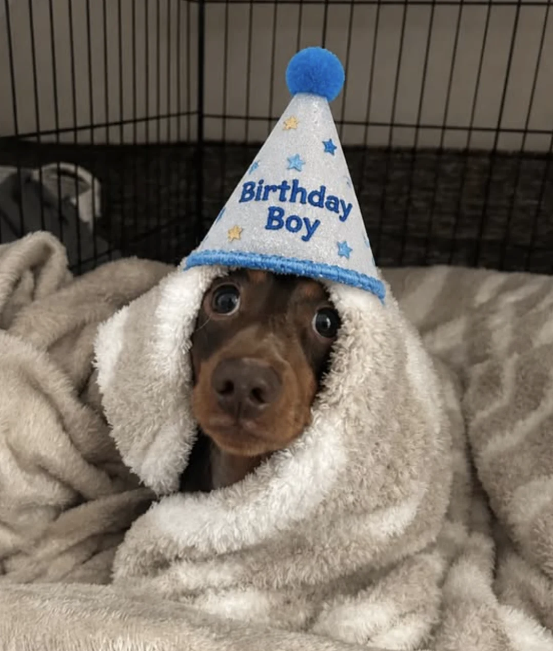 A chocolate dachshund puppy wrapped in a fleece blanket wearing a glittery Birthday Boy party hat