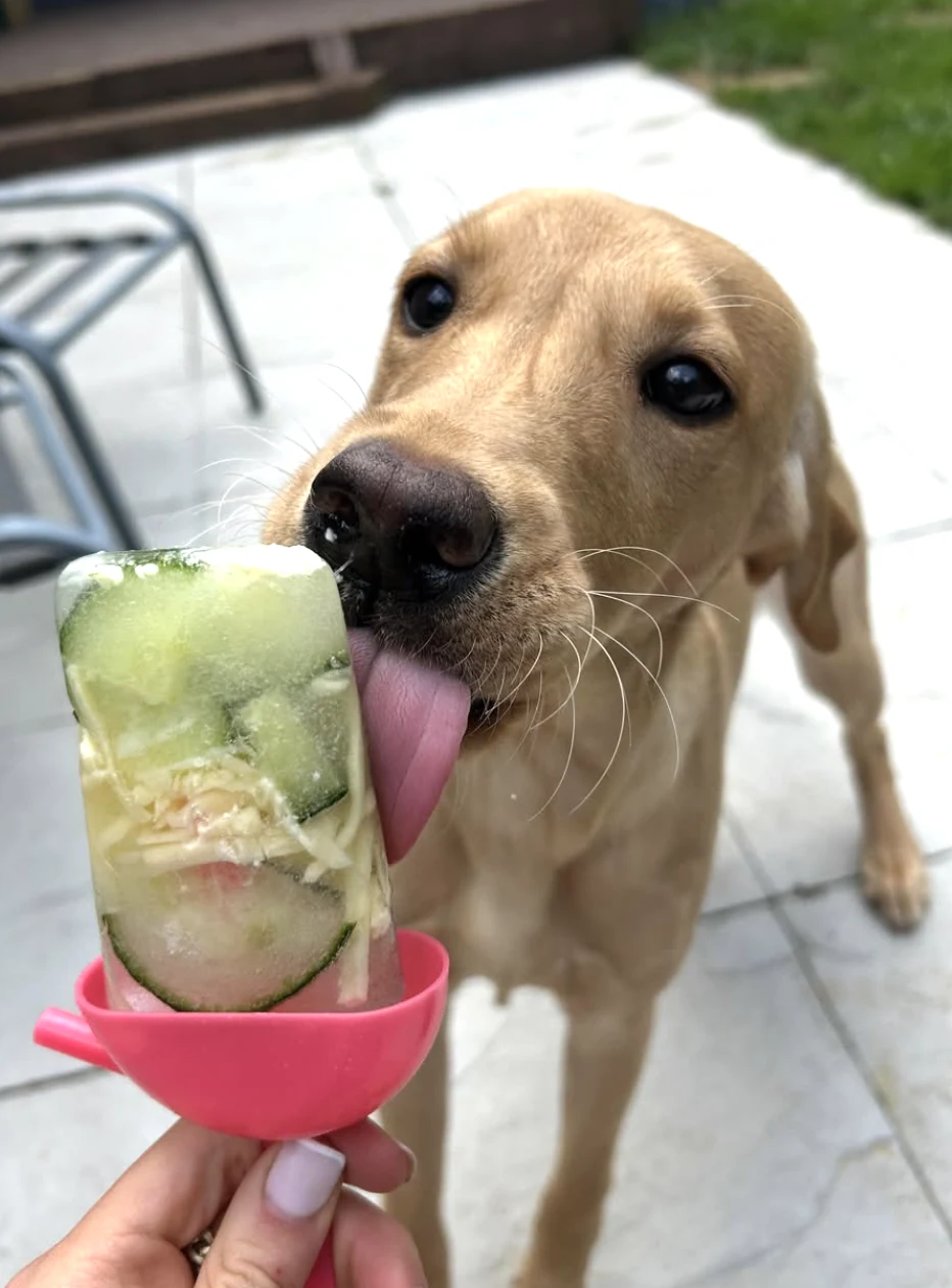 A yellow labrador puppy licking a homemade ice lolly with cucumber slices held in a person's hand