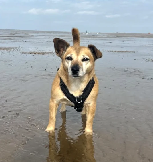 Pea the dog standing in shallow water on the beach in her black harness