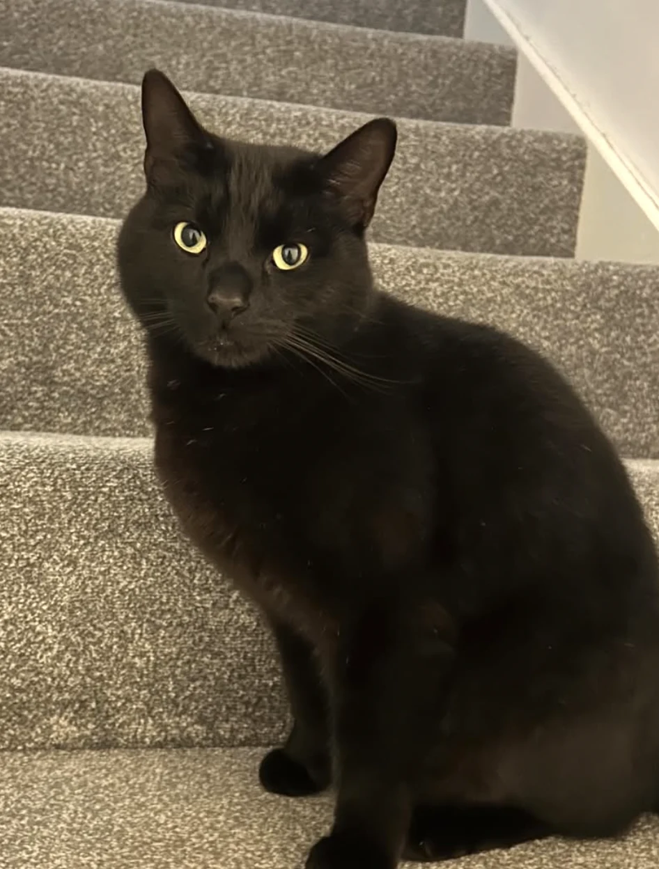 A black cat with bright eyes sitting upright on a carpeted staircase